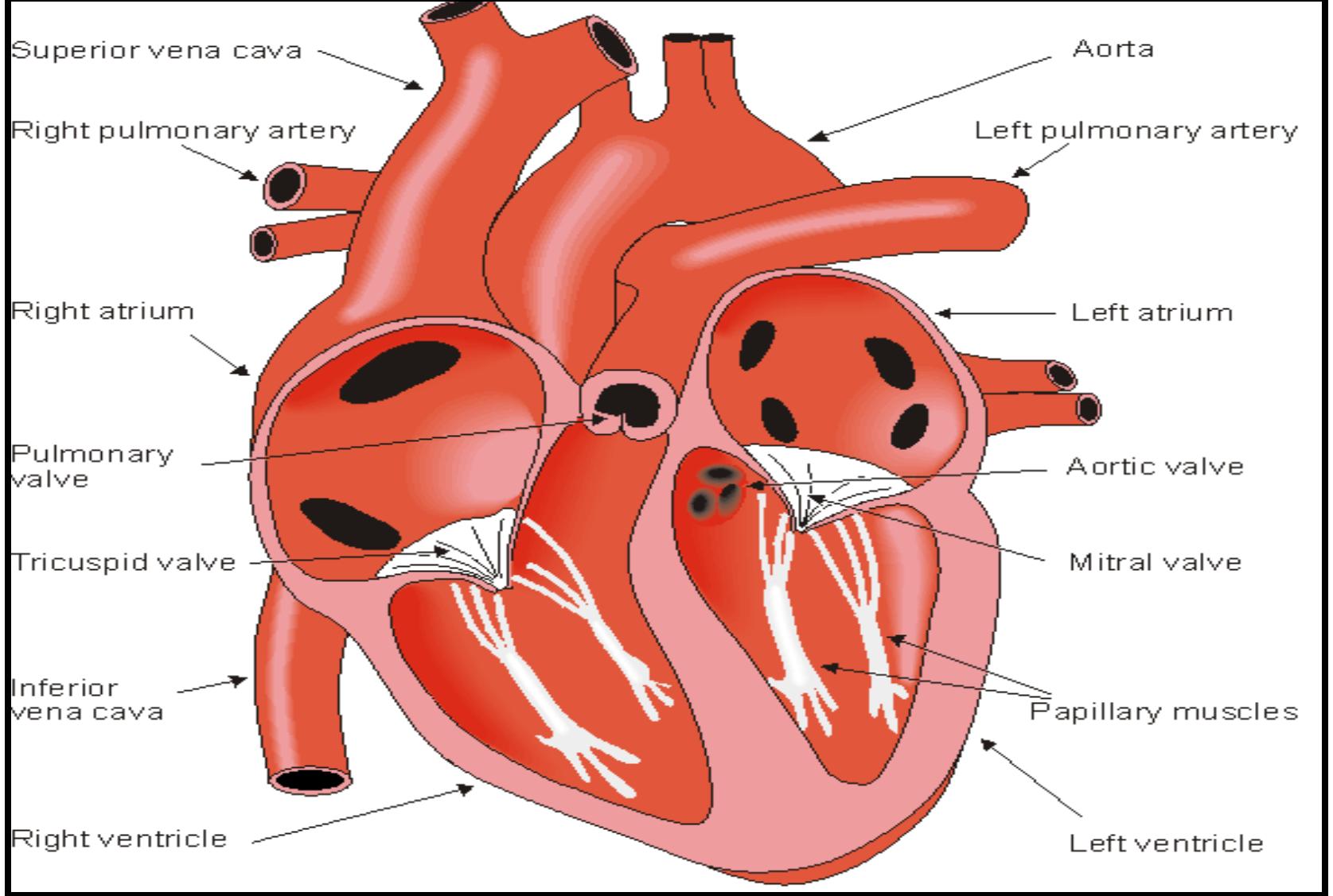 (2.2): the anatomy of the heart and associated valves[3].