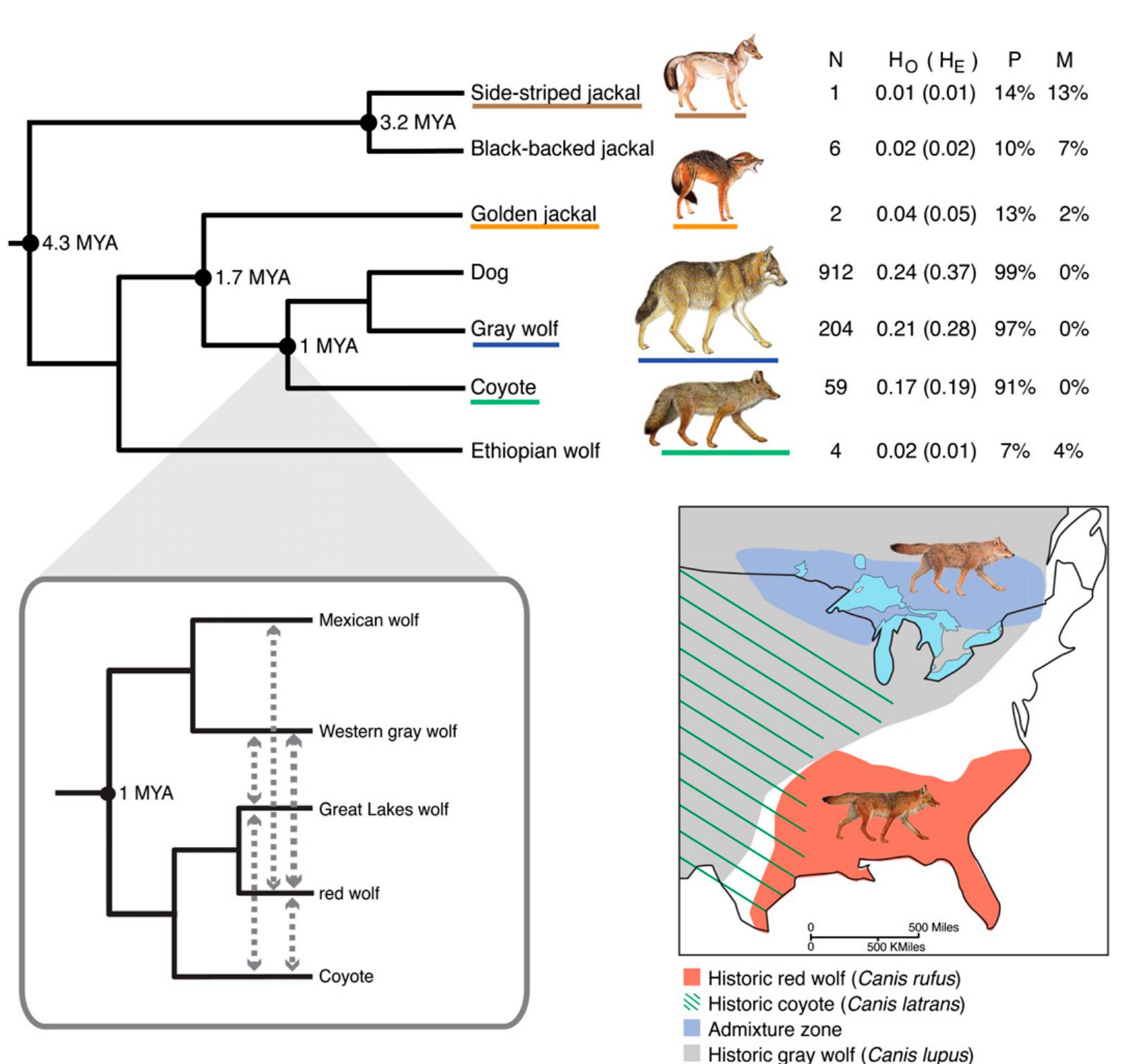 Wolves Evolution Figure 1 - from (Nature 2021) Dire wolves were the last of