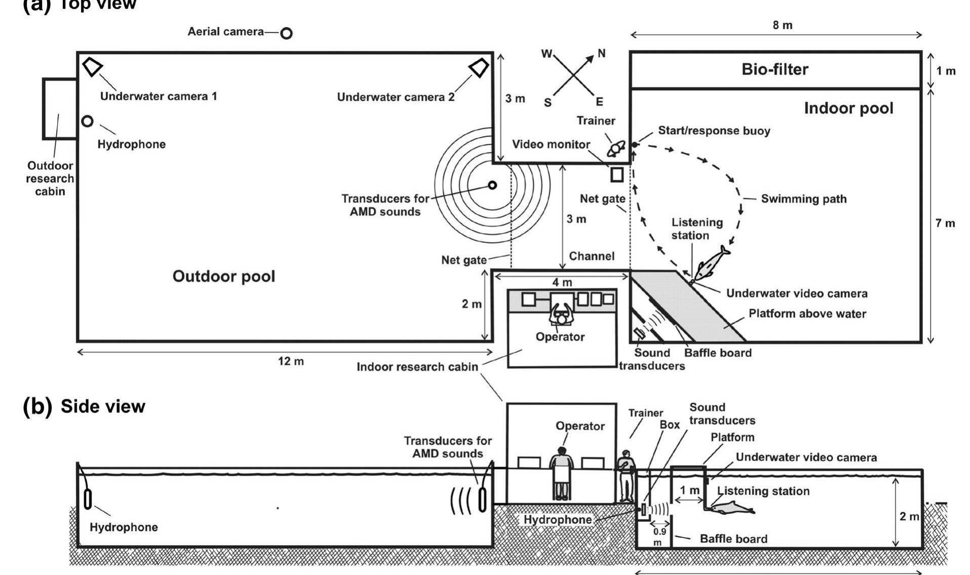(PDF) Hearing thresholds of a harbor porpoise (Phocoena phocoena) for ...