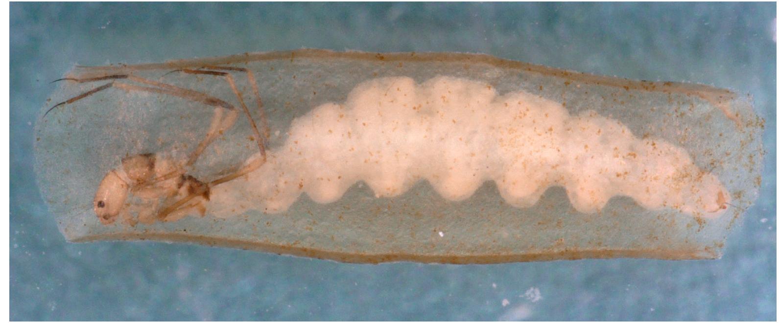 (PDF) Diversity and Ecosystem Services of Trichoptera