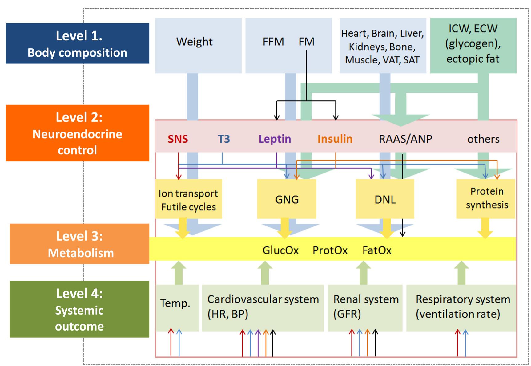 (PDF) Recent advances in understanding body weight homeostasis in humans