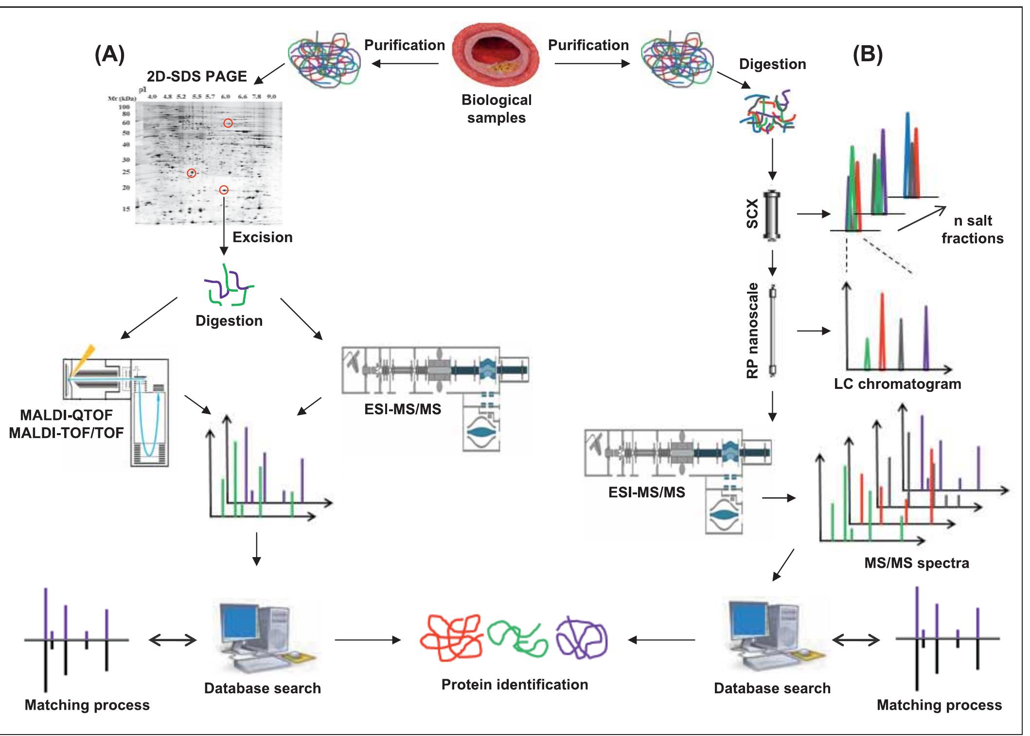Overview of mass spectrometry-based proteomics applied to
