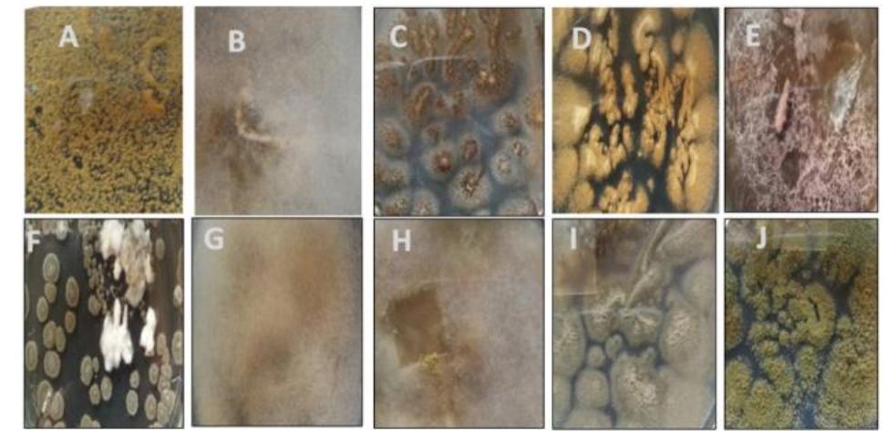 (PDF) Isolation and Identification of Mold in Banana Bunches and Their ...
