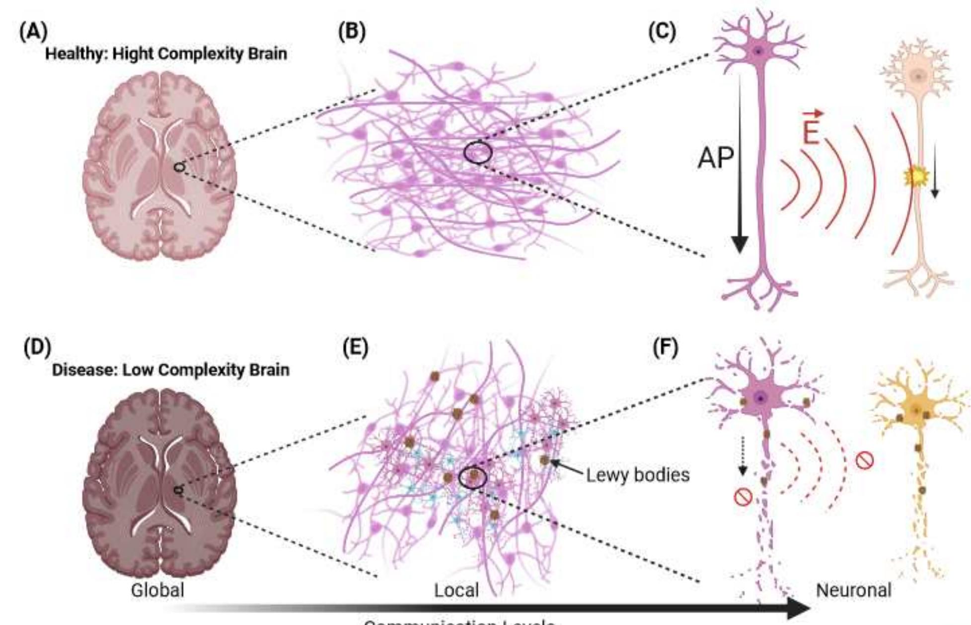 (PDF) How ephapticity can explain brain complexity? A brief report
