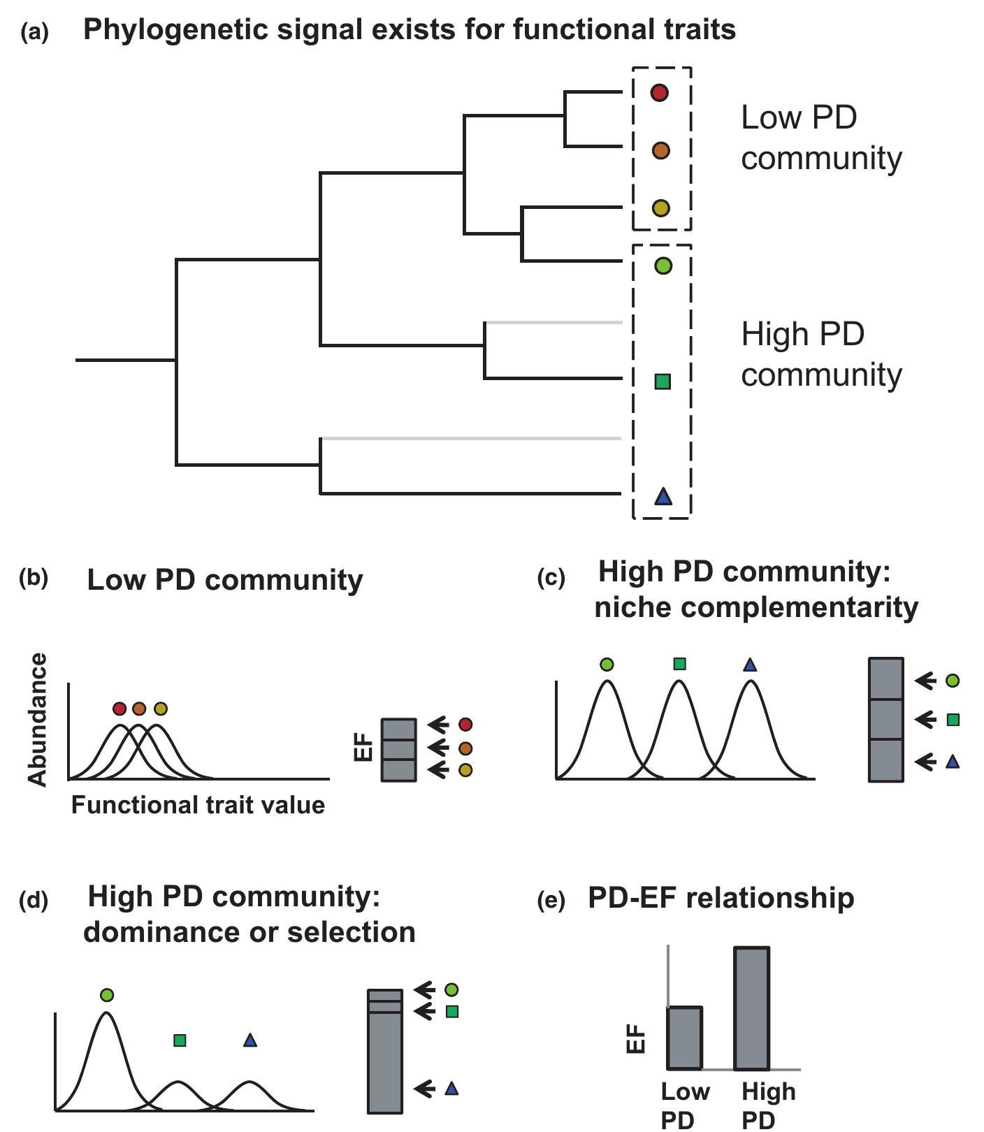 (PDF) Phylogenetic diversity and the functioning of ecosystems