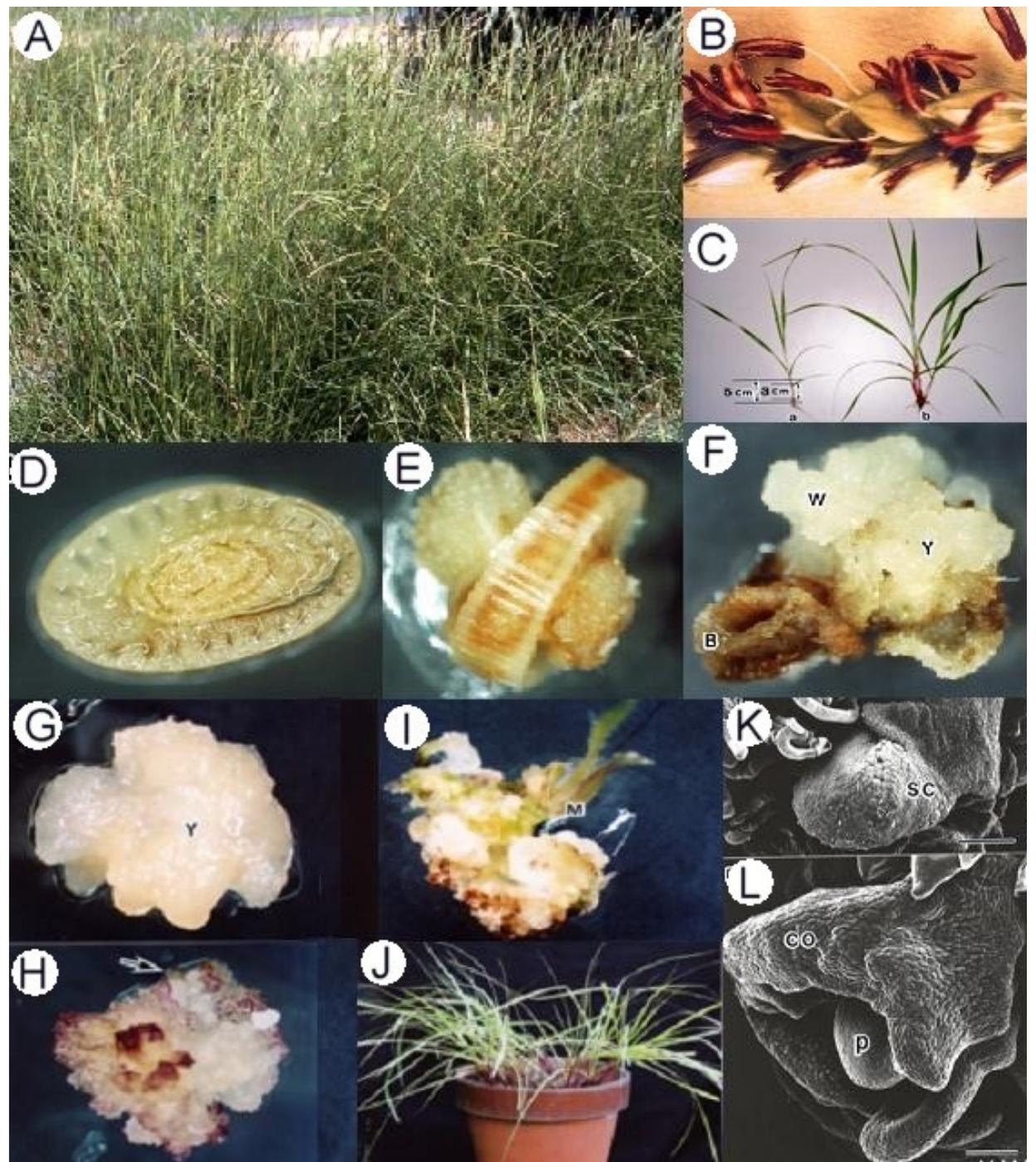 Somatic Flower (PDF) Somatic Embryogenesis, Plant Regeneration and Clonal Propagation ...