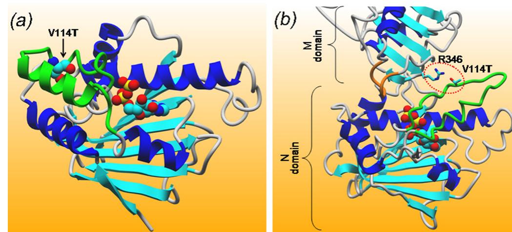 Radicicol (PDF) Hsp90 molecular chaperone : the effect on breast cancer cell ...