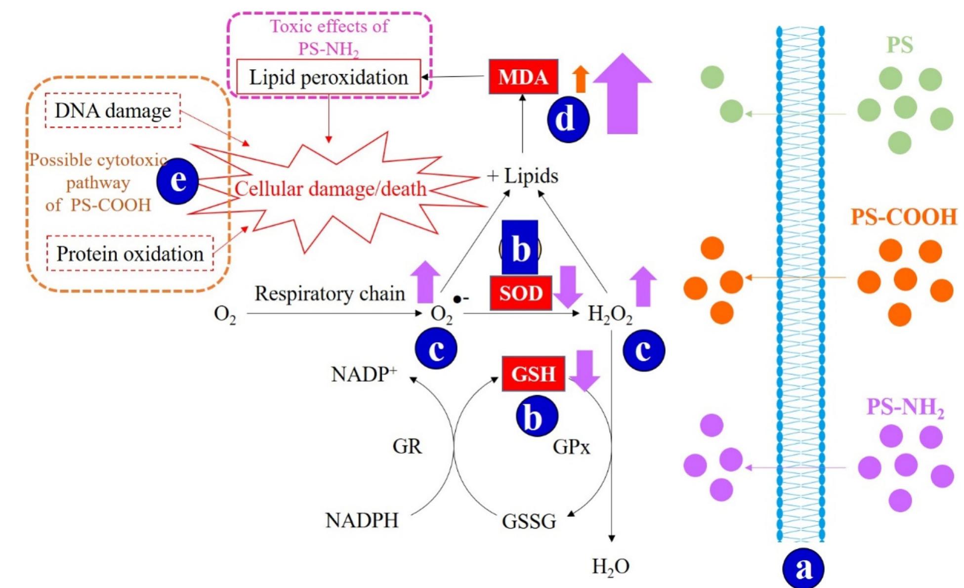 Gpx O2 (PDF) Cytotoxic effects of polystyrene nanoplastics in different ...