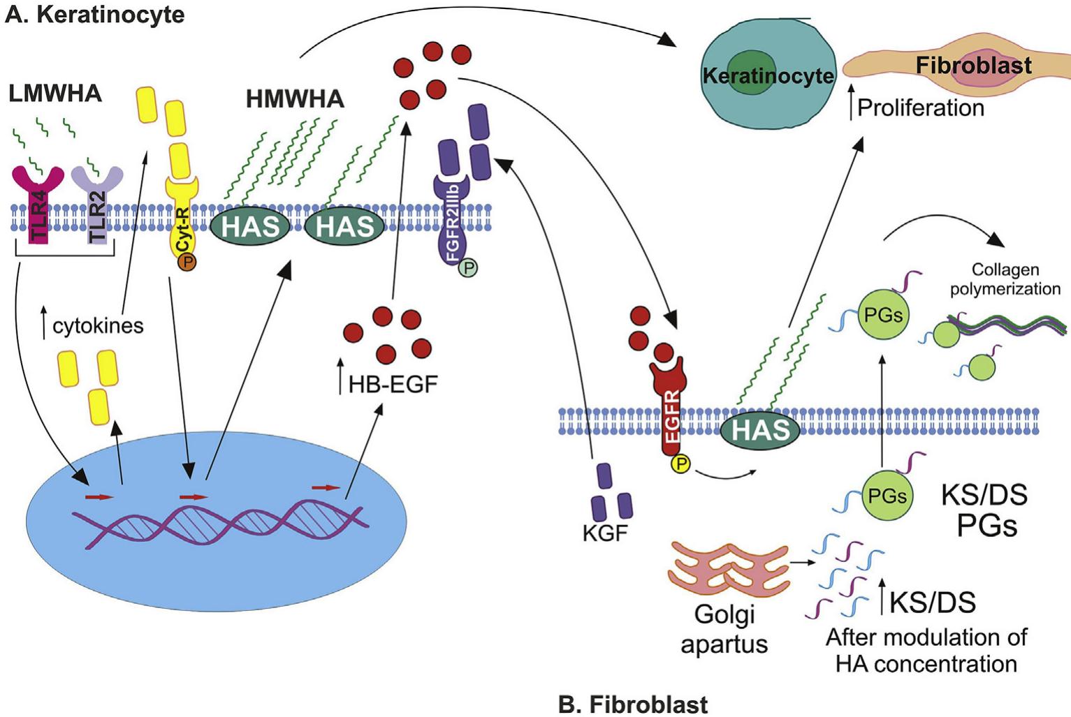 (PDF) HA metabolism in skin homeostasis and inflammatory disease