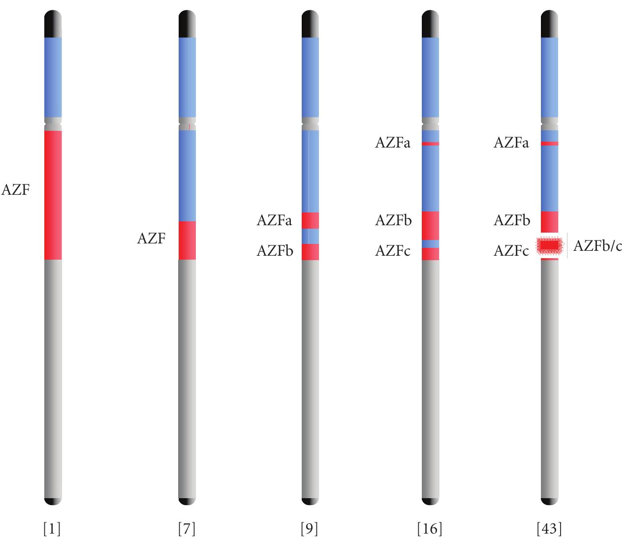 (PDF) Genetic Dissection of the AZF Regions of the Human Y Chromosome ...