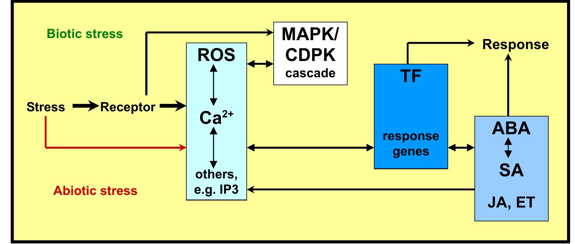 (PDF) Common Themes in Biotic and Abiotic Stress Signalling in Plants