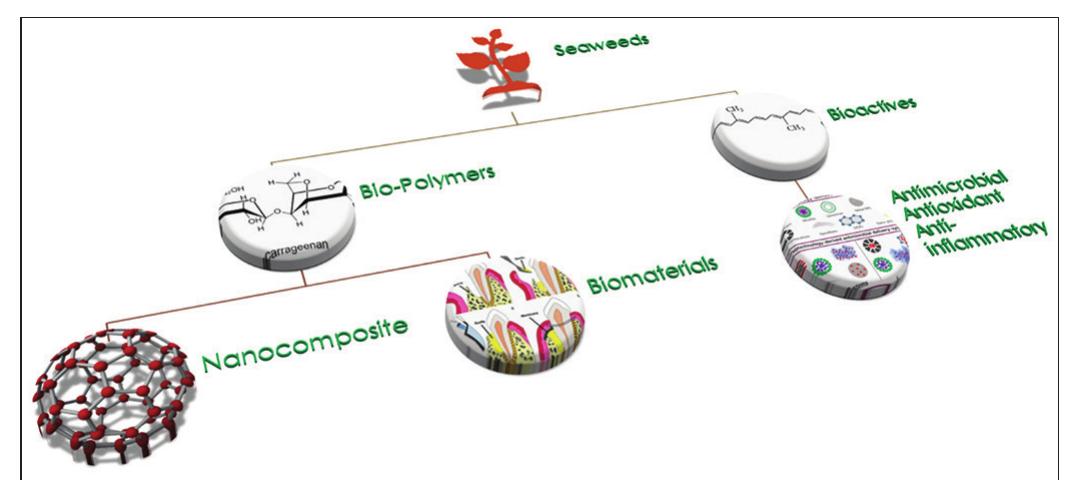 (PDF) Applications of seaweed biopolymers and its composites in dental ...