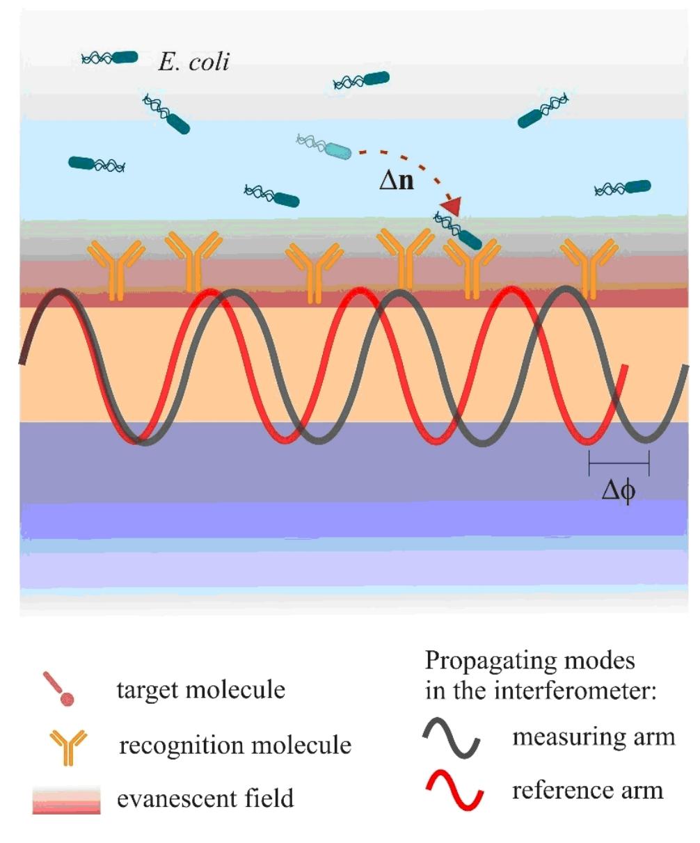 Figure 3 - from Integrated optical biosensor for rapid