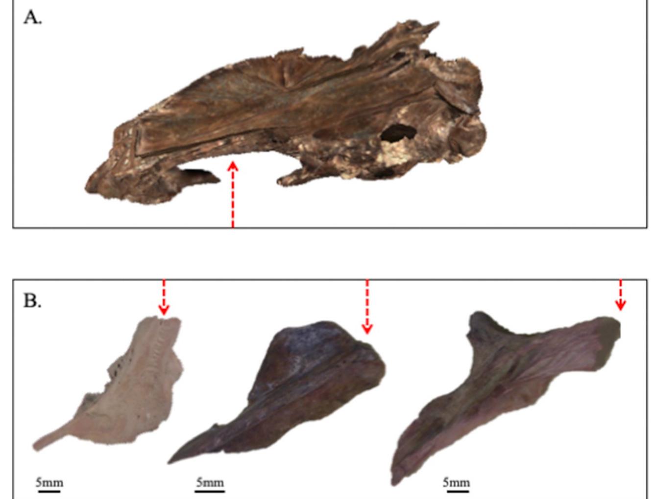 Figure 13 - from The role of dried fish: A taphonomical