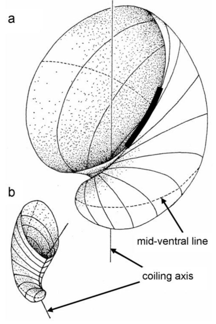 Figure 7 - from Rudist classification for the revised