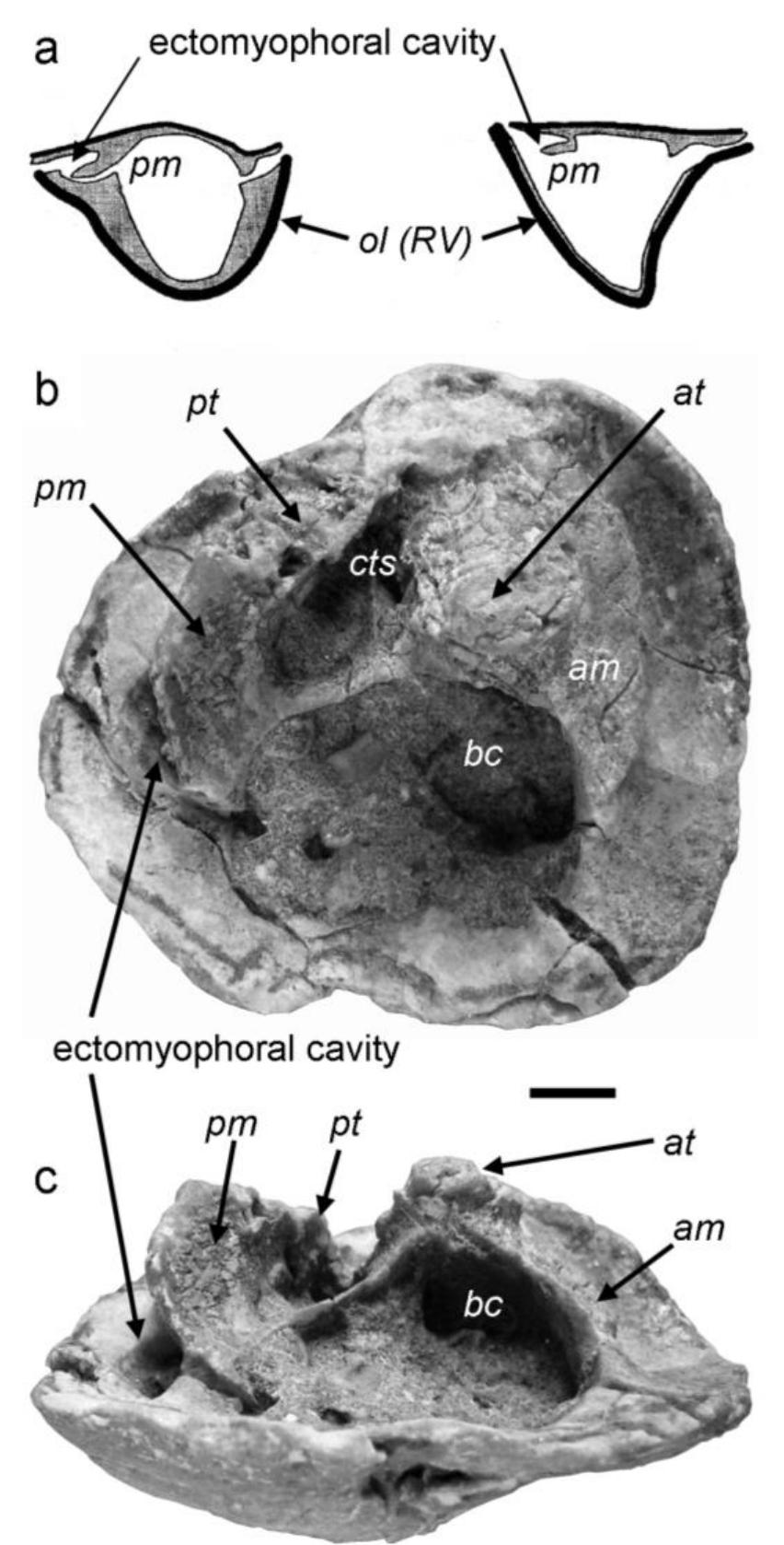 Polyconitid Rudists Figure 7 - from Rudist classification for the revised