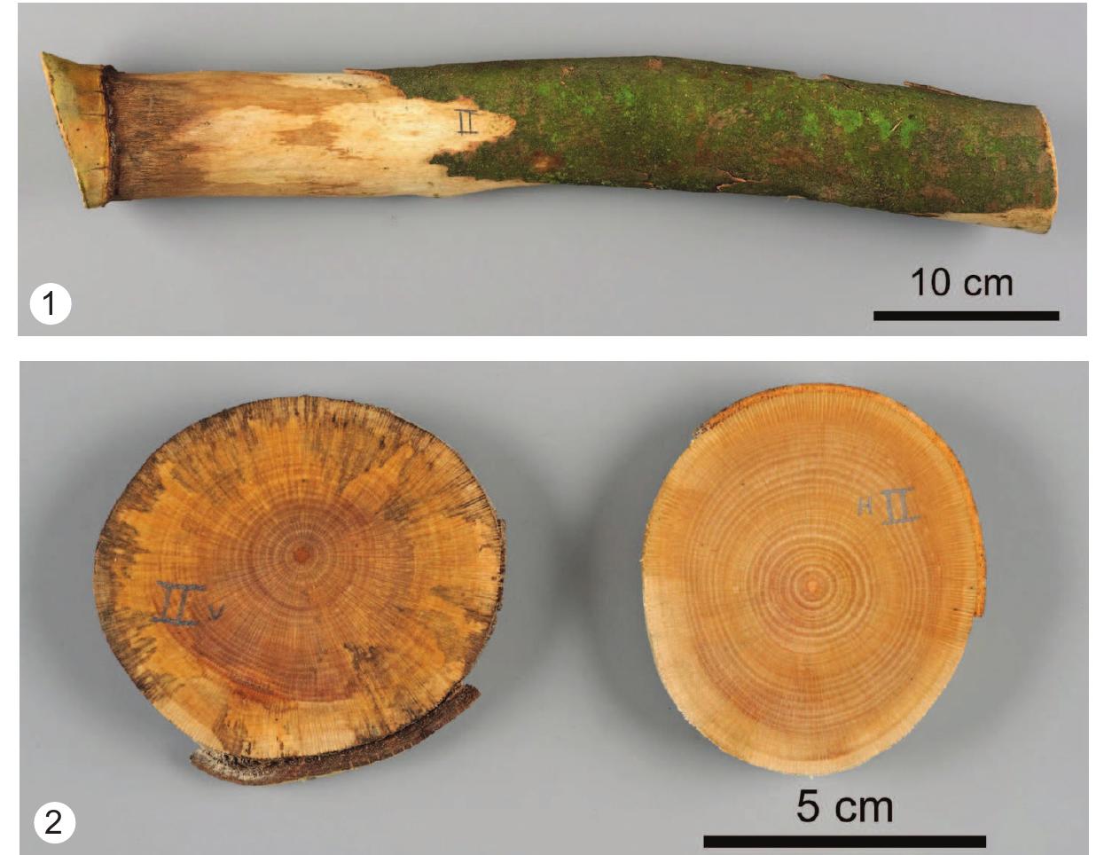 (PDF) The Massaria disease of plane trees:its wood decay mechanism