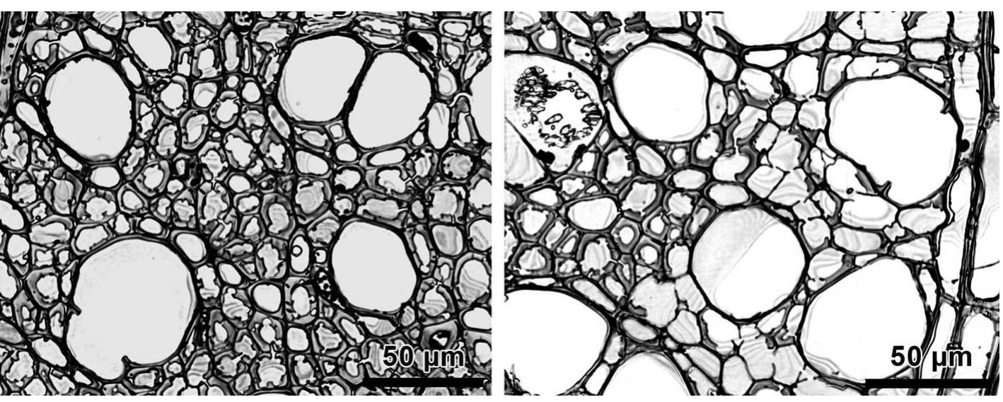 (PDF) The Massaria disease of plane trees:its wood decay mechanism
