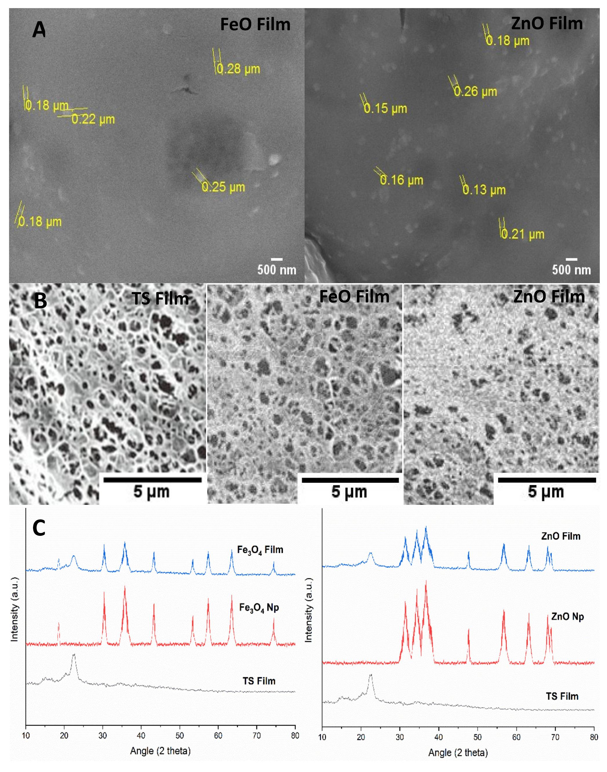 A - scanning electron micrographs of nanoparticles infused