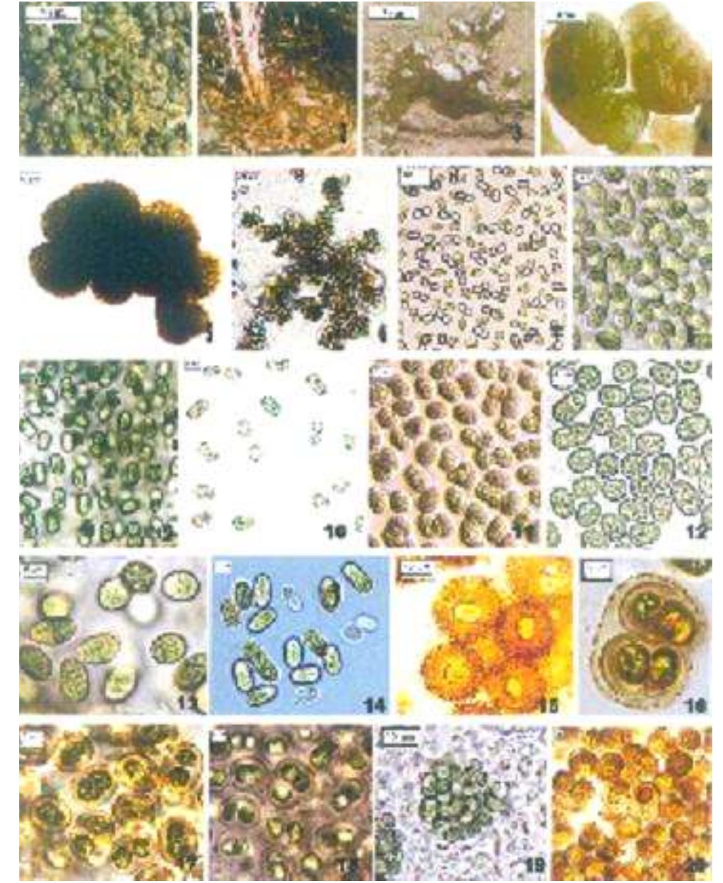 (PDF) Morphology and taxonomy of cyanobacteria: I. The genus ...