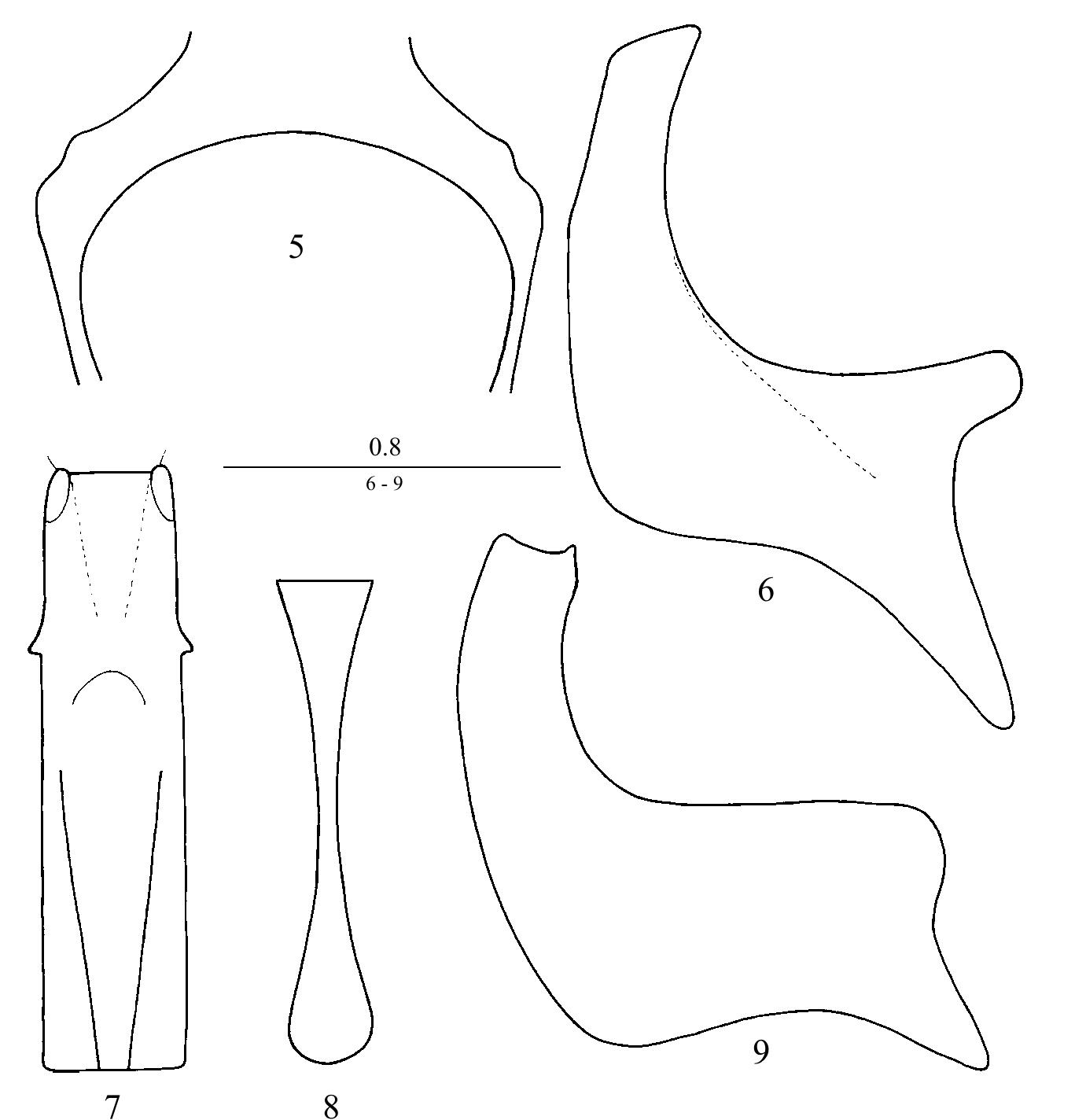Tregite 9 Rounded (PDF) Revision of the Afrotropical Epitoxus Lewis (Coleoptera: Histeridae)