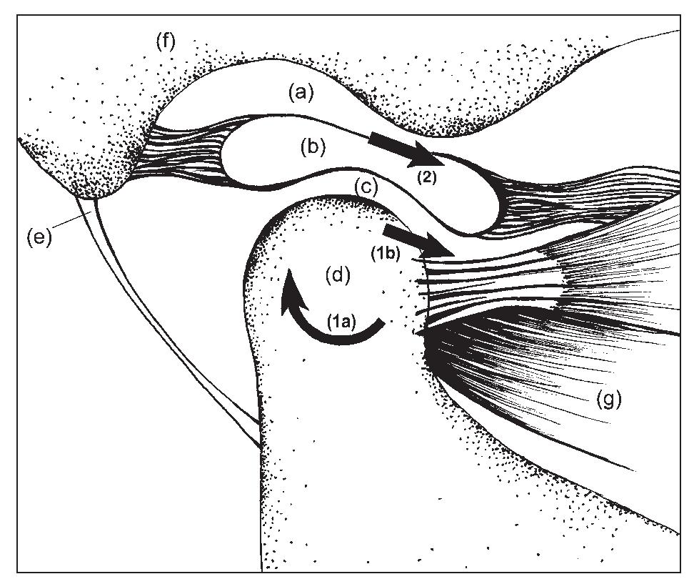 Mandibular Lateral Rotation (PDF) Temporomandibular disorders. Part 1: anatomy and examination ...