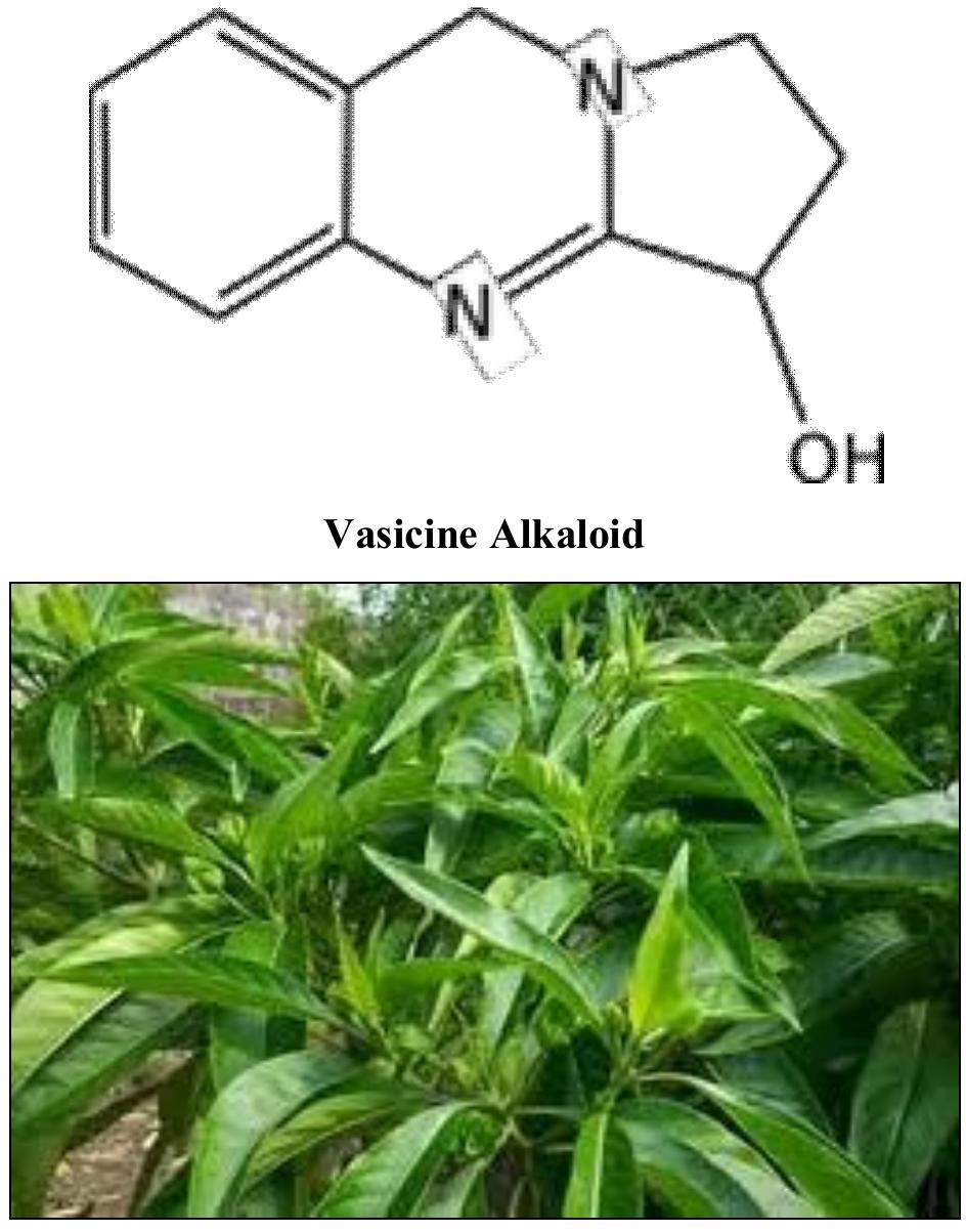 Adhatoda Root (PDF) Isolation and characterization of Vasicine from Adhatoda vasica ...