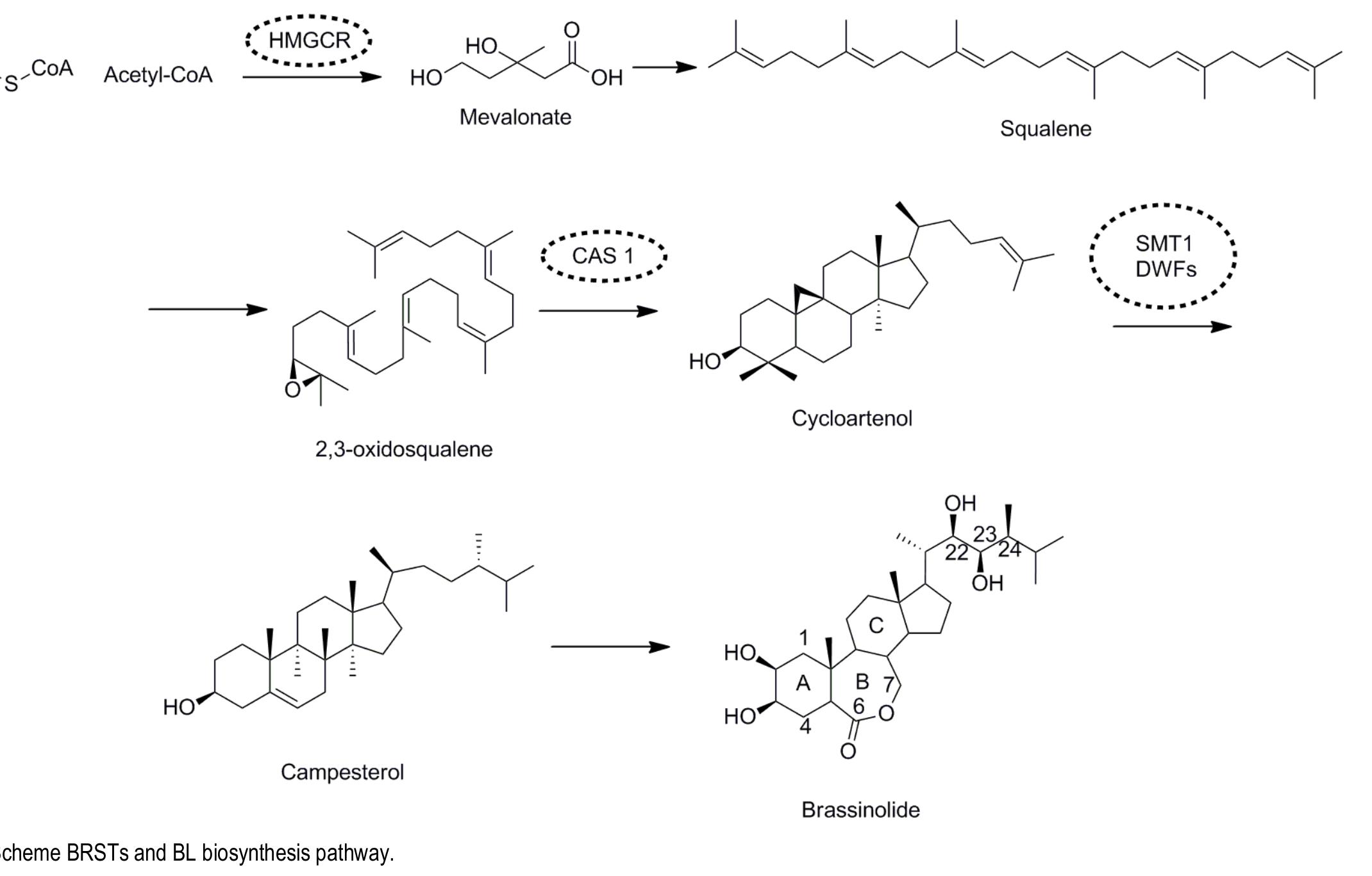 Scheme of slac biosynthesis pathway.