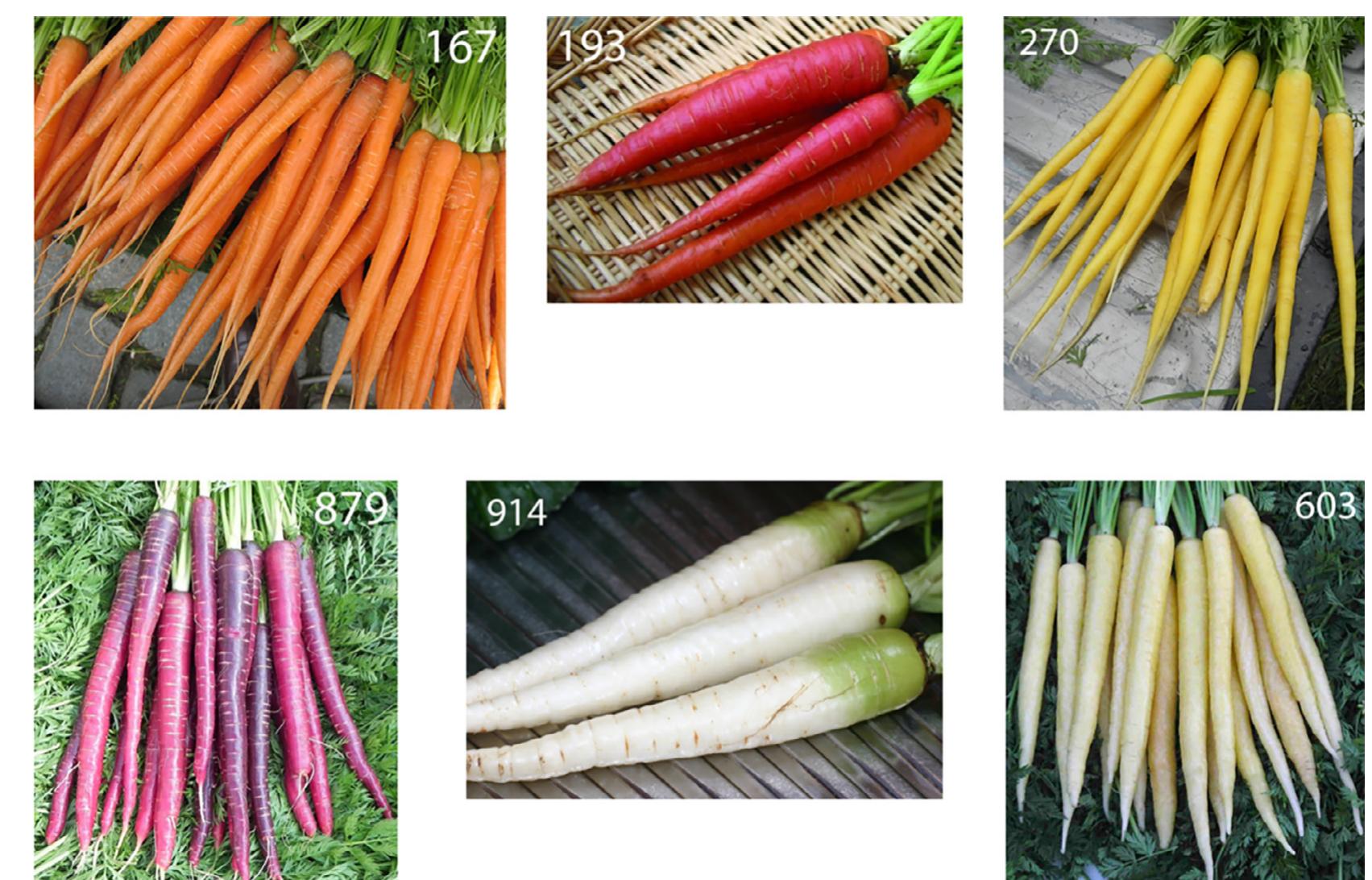 (PDF) Consumer expectations for vegetables with typical and atypical ...