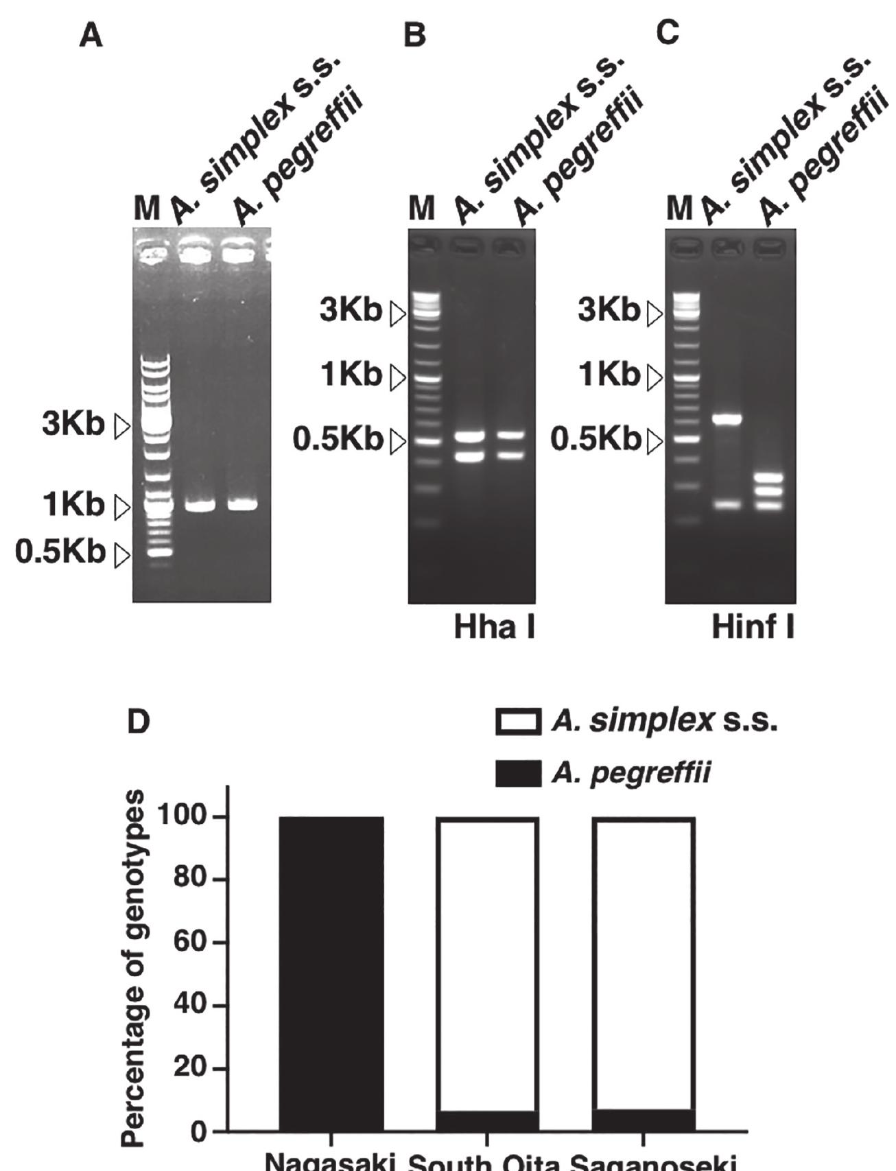 Anisakis Rflp Pattern (PDF) Analysis of the prevalence and species of Anisakis nematode in ...