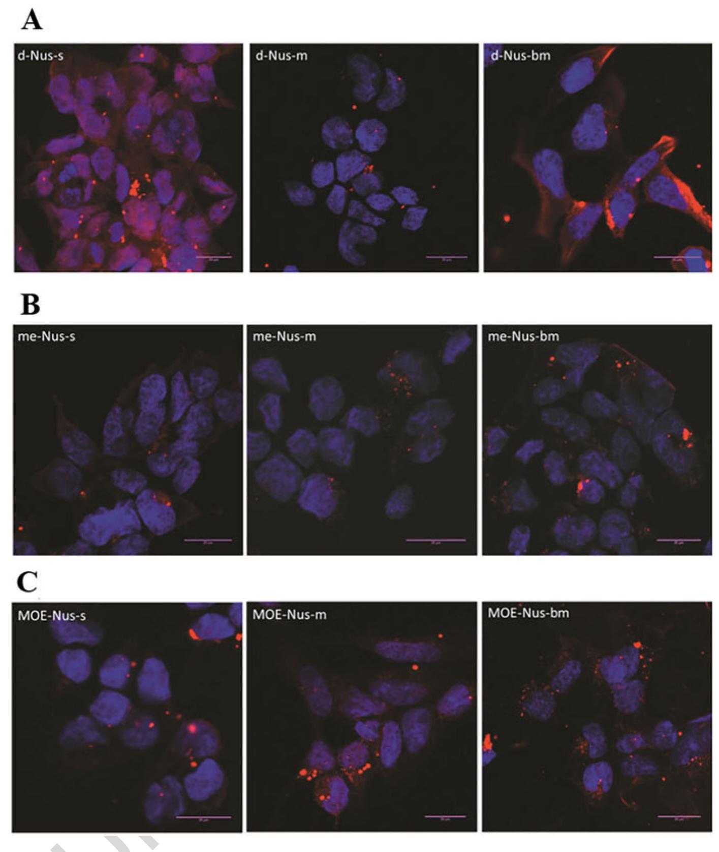 Confocal microscopy images (z-stacks) of oligonucleotide