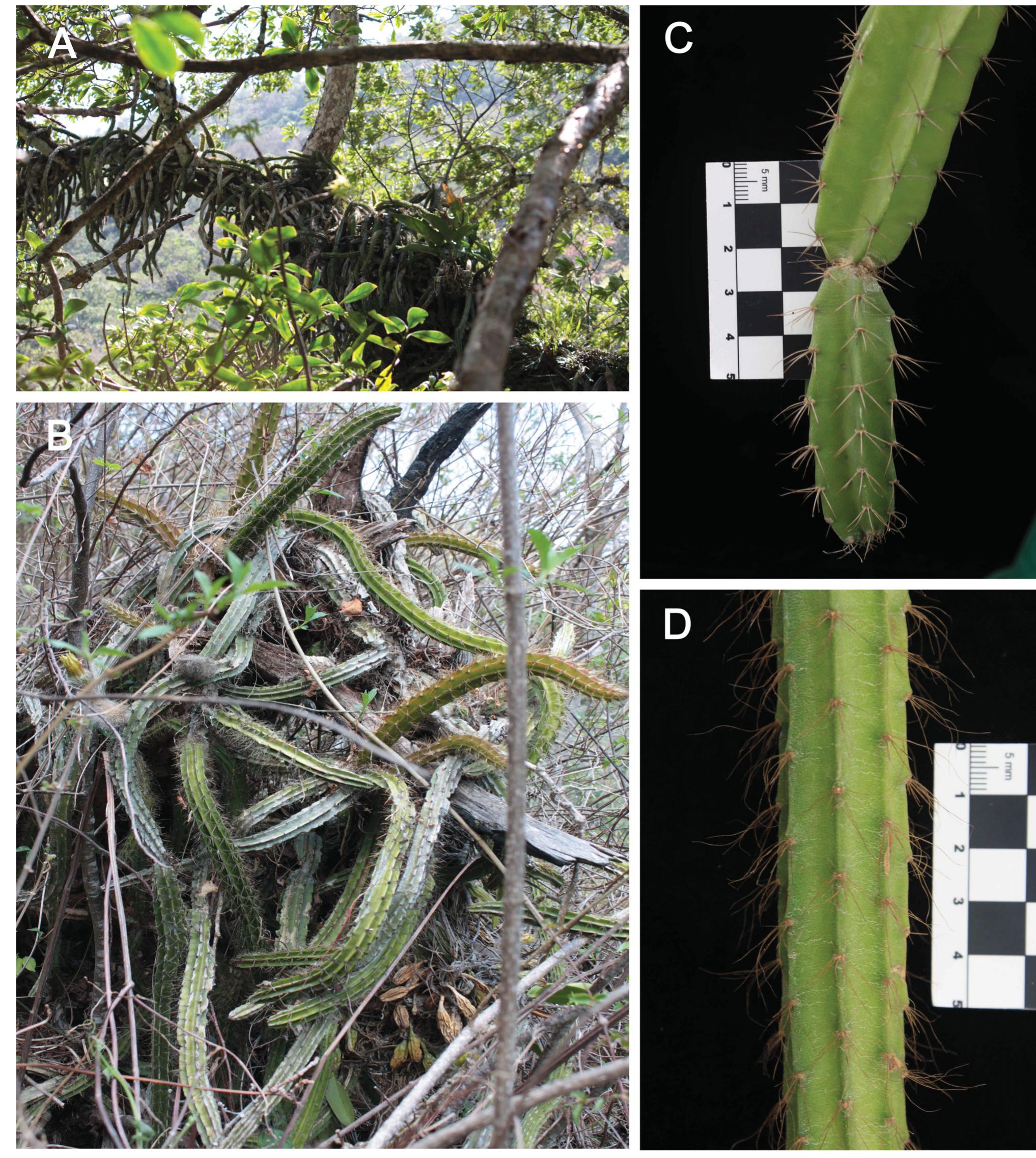 (PDF) A new species of Deamia (Cactaceae) from the Mesoamerican region