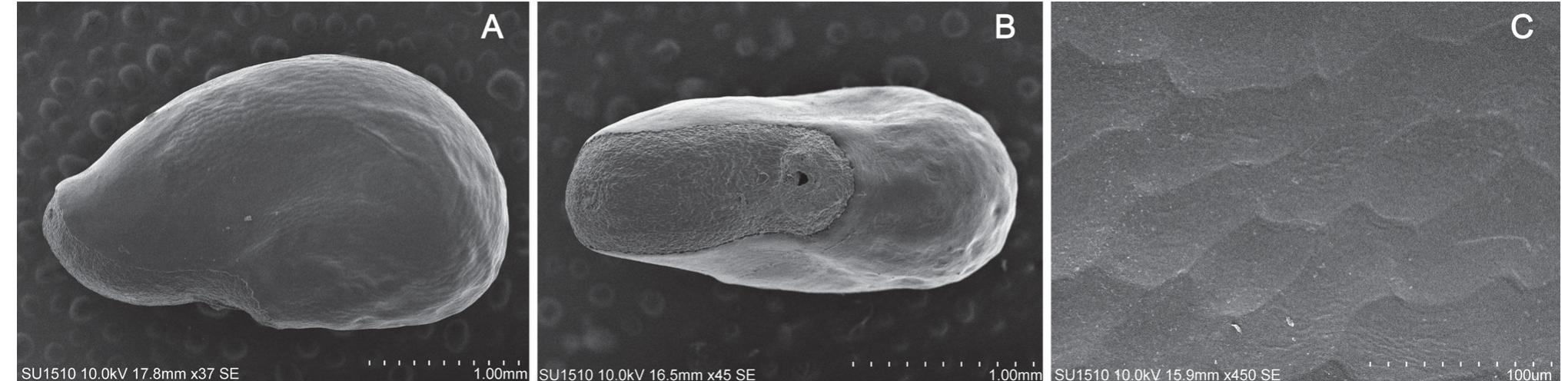 (PDF) A new species of Deamia (Cactaceae) from the Mesoamerican region