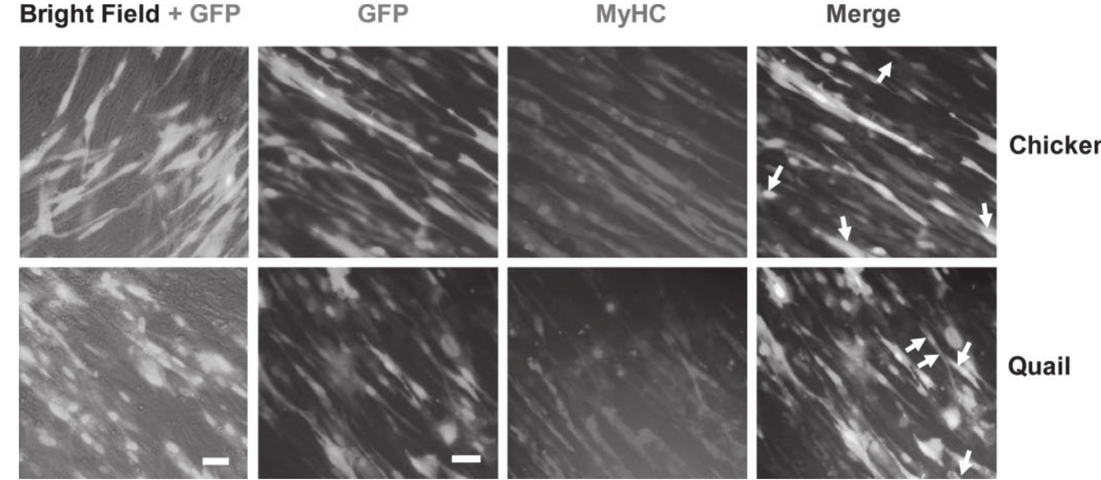 (PDF) Technical note: A gene delivery system in the embryonic cells of ...