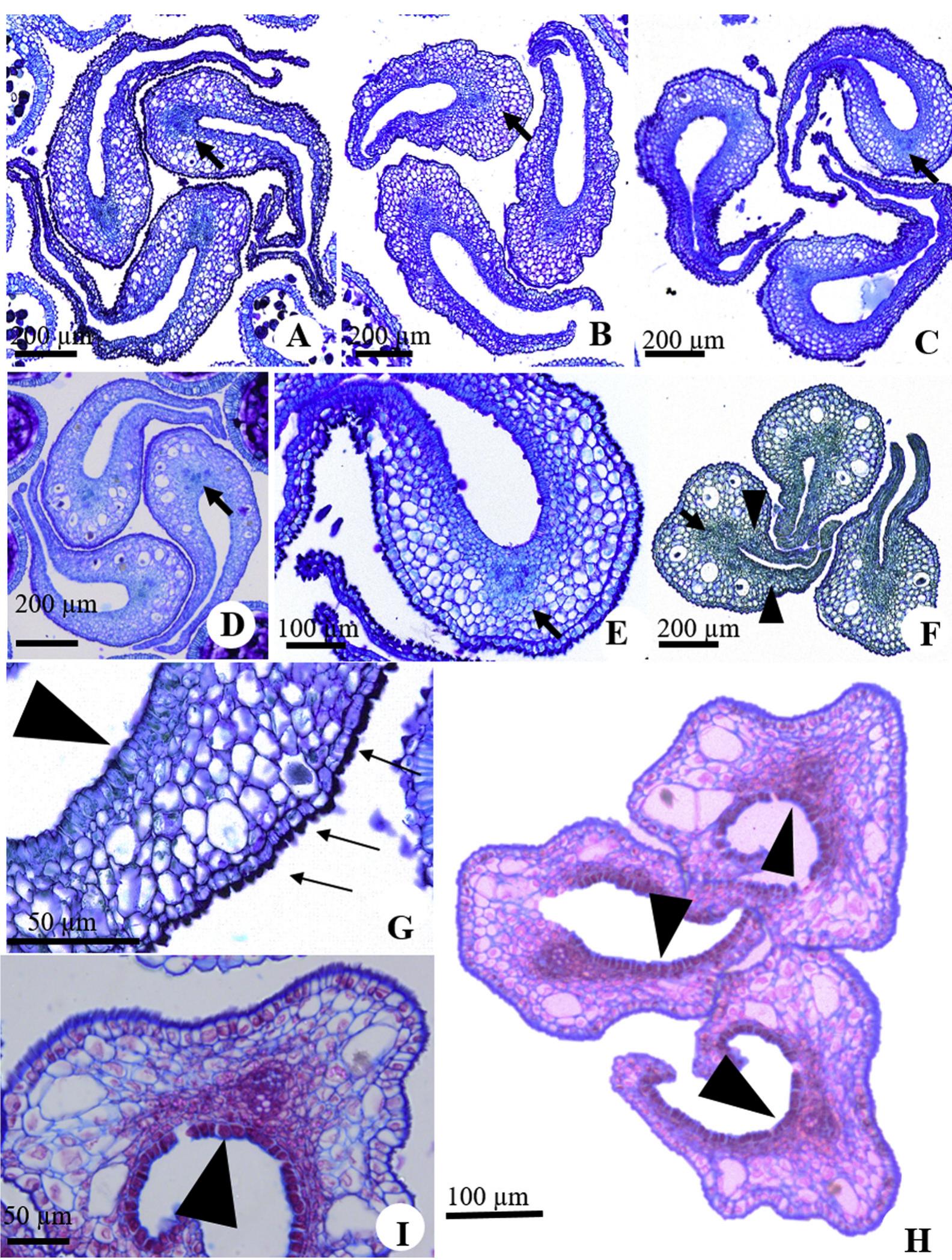 (PDF) Androecium and gynoecium anatomy of Bromeliaceae species