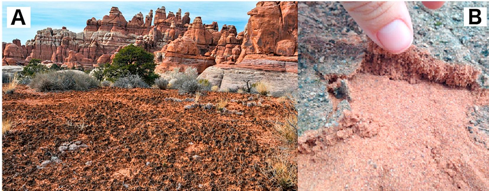 Biocrust Layer (PDF) Remote sensing of dryland ecosystem structure and function ...