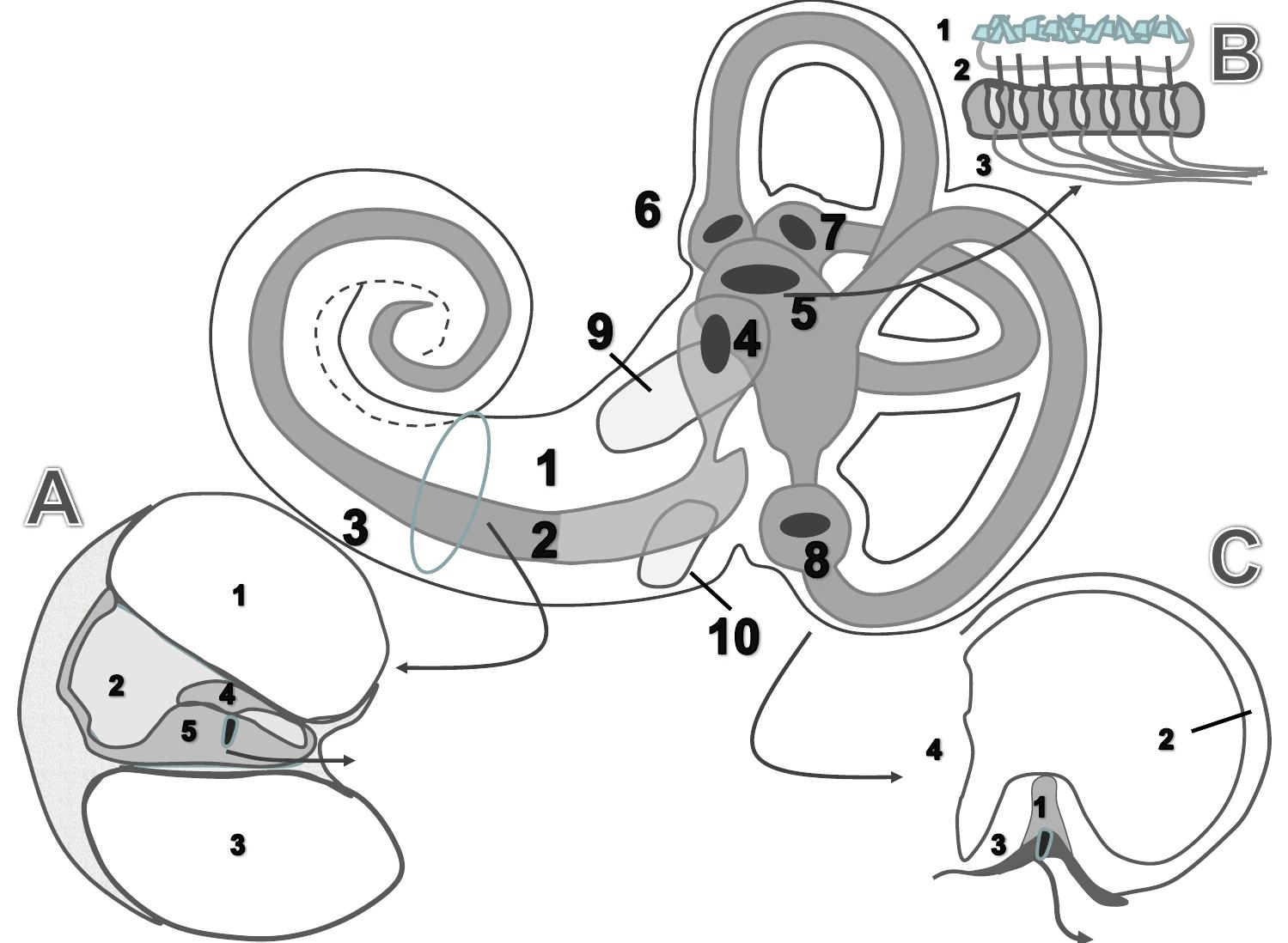 Endolymph Labyrinth A schematic representation of the inner ear anatomy- medial