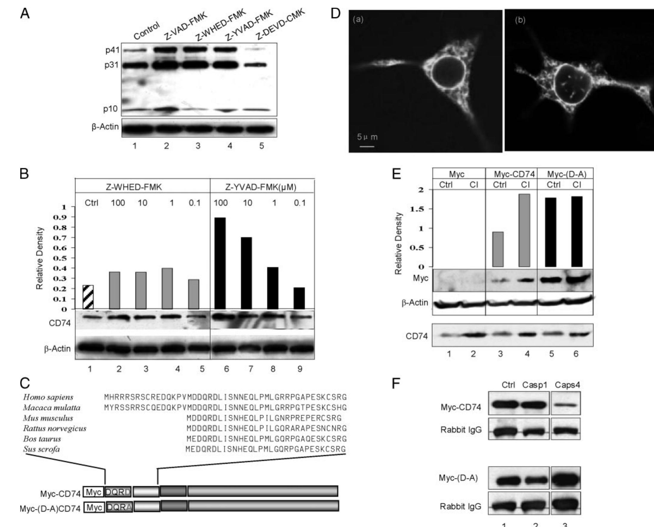 Fmk Analysis (PDF) Nitric-oxide Synthase 2 Interacts with CD74 and Inhibits Its ...