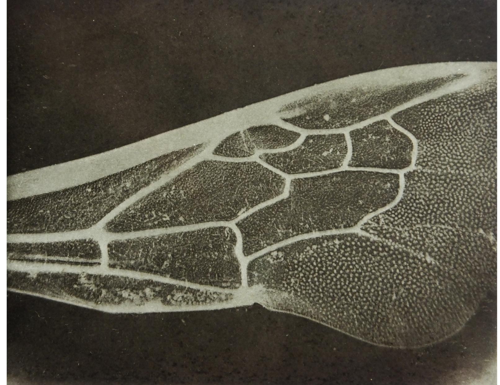 Calotype Result Example (PDF) The Dawn of Optical Photography Under the Microscope