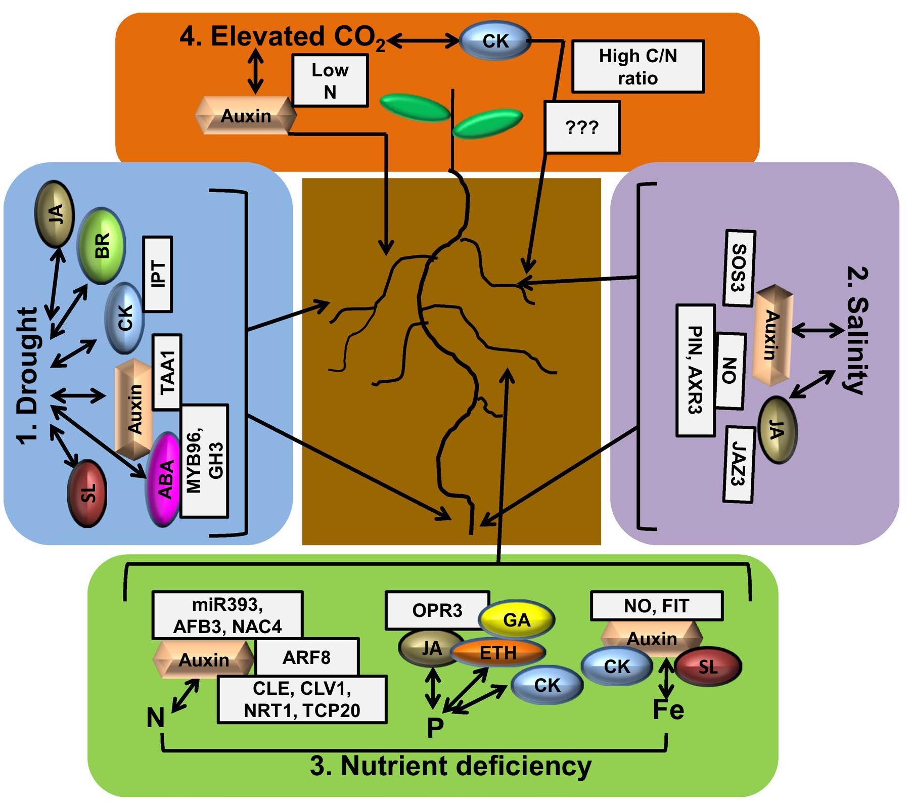 (PDF) Simplifying the root dynamics: from complex hormone–environment ...