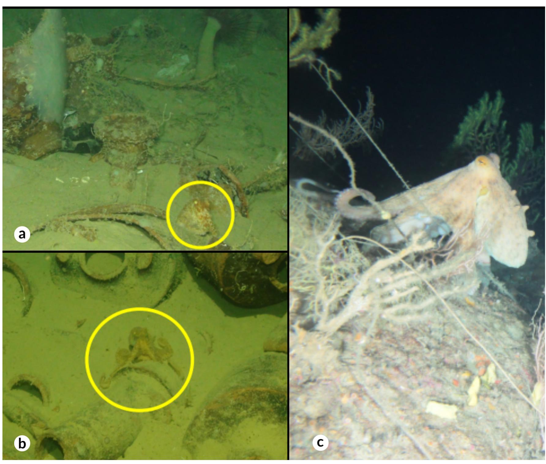 Octopus Rov (PDF) In an octopus's garden in the shade: Underwater image analysis of ...