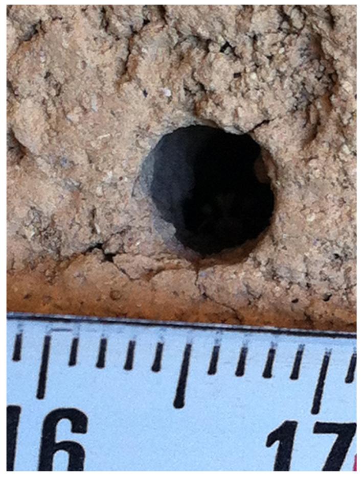 Fig. 6. Active burrow opening on vertical (profile) wall. 