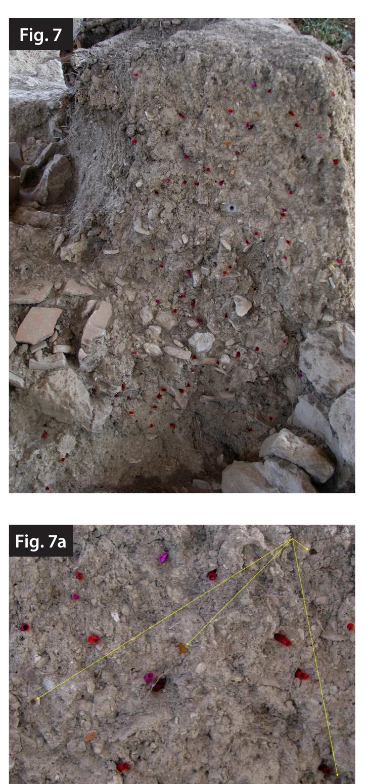 Fig. 7. Straw cutouts used on bulk wall for briefly marking and counting non- plugged burrows; fig. 7a. Close up locus of fig. 7, showing (arrows) plant-mastic plugged burrows by solitary bees. 