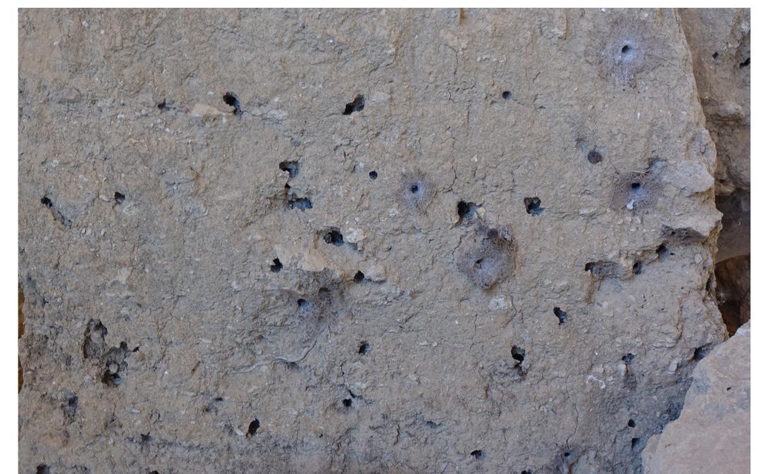 Fig. 8. Bulk wall with multiple solitary wasp burrows occupied by funnel weaver spiders.  or left-right, although the further inwards to a burrow an inserted green stem went the more bent it would appear once extricated. Considering that the latter parameters could not have been regulated under the circumstances, it was aimed nevertheless to retrieve at least a depth metric from several of the deeper and seemingly unoccu- pied burrows by inserting an improvised tool, the cover of a flexible plastic cable wire. This way, we measured in- ward burrow lengths of ca. 74,0 cm. However, this type of effort was abated among the seemingly unoccupied bur- rows as well, not to harm any of the nesting efforts of fe- male wasps that could have entered in our absence’®. In its place, it was resolved to calculate a conditional test metric for the burrows, measuring from their external opening to a depth length of ca. 42,41 mm for the type “A’, and ca. 46,05 mm for the type “B””, yielding 1263,919 mm? and 2308,942 mm? of volumetric capacities respec- tively, and estimated mass measurements of sediment at ca. 1,94 gr and ca. 3,20 gr correspondingly'®. 