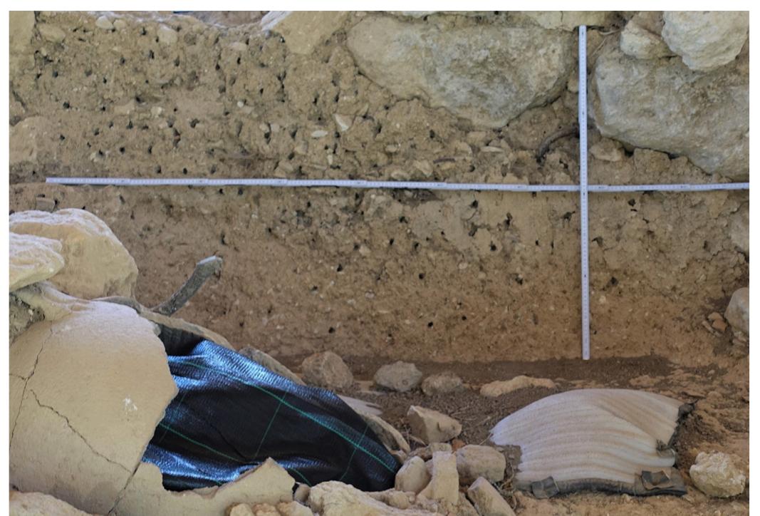 Fig. 9. A vertical wall showing the “sieve-like effect” afforded by digger wasps.  Yet, there were to emerge additional details on the behavioral ecology mainly of type“I” wasps’, appar- ently deterministic for the location of site surfaces those wasps were selecting for their burrows. In searching for possible explanations why only a select number of ver- tical walls”° had been populated by nesting burrows, in fact over the seasons with such a prevalent density as to simulate a manifestation we called a “sieve-like effect’, it was initially perceived that the causative agents for that phenomenon might have pertained to a function of safety in numbers as a defense mechanism against par- asitism and/or amensalism?'. This concept was firstly perceived as a possible explanatory hypothesis sup- ported by the interpretation of our observations on the pattern of narrower openings of type “A” burrows that would subsequently widen in diameter, even though only by 1,0 mm, once inwards in the orifice, coupled by the availability of burrows that were dug that season, but had remained unprovisioned”, interpreted as the purposeful to some extent establishment of false nests3; a condition that was amplified by the additional  Yet, there were to emerge additional details on 