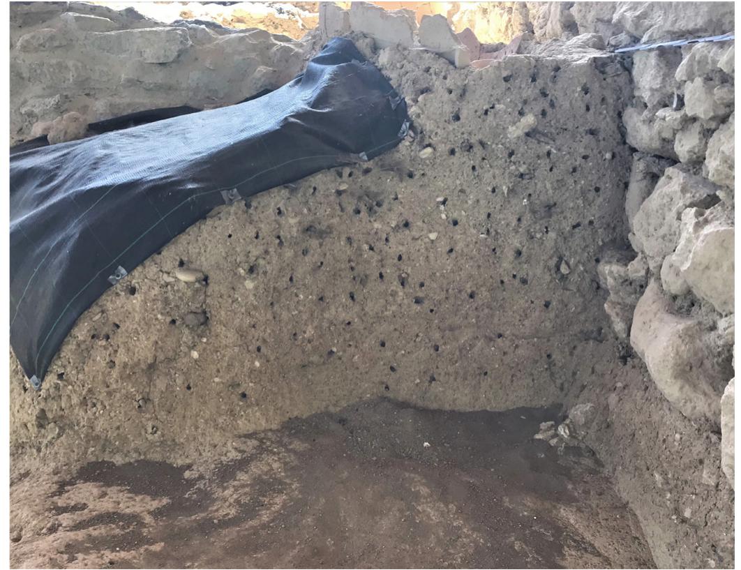 near or adjacent to the floors of the excavated units; pos- sibly as an additional obstacle to parasitic attempts by other wasps and/or by lurking winged (flies) and wing- less arthropods. Wall layers located at their lower levels, near the floors of excavated units were populated rather sparsely, and only once the numbers of burrows in the upper levels of the same walls had reached a great den- sity (fig. 10). Under most circumstances, indiscriminately of a higher or lower location a burrow was dug on the fa- vored vertical walls, preference was given by the type “I” digging wasps to stratigraphic layers that comprised sediment attributes of well compacted coarse, medium and finer size particles, however without significant clay- ish components”®. Of additional interest may be that those excavated site segments, represented by the verti- cal walls, which had been cleaned of sediments original- ly covering their fascia, exhibited limited earthworm bio- turbation. They were lacking in post excavation earth- worm generated cast soil biostructures, contrary to prev- alent traces of fresh earthworm soil biostructure aggre- gates of burrows and casts”, at slightly oblique and flat- ter surfaces of the site domain and particularly at the  Fig. 10. A vertical wall reflective of the prevalence of digger wasp burrows, preferring the upper while avoiding clustering toward the basal surface domains. 