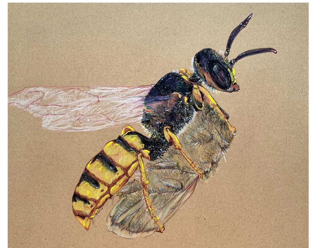 Fig. 11. Rendering of Philanthus triangulum in flight carrying a paralyzed honeybee for nest provisioning, by Argiro Agelarakis.  basal layers of burial beds of inhumations, and the rest- ing surfaces of jar burials. 