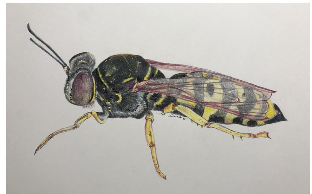 Fig. 12. Rendering of Bembix oculata, by Argiro Agelarakis.  yellow and black colored abdominal segments”? (fig. 12). B. oculata was detected only sporadically over the field seasons in Orthi Petra, placing its burrows at near- ly flat to smoothly sloping edges of excavation floors; often located at the peripheral basal regions of the ver- tical walls, which were preferred by P. Triangulum, where stratigraphic layers comprised somewhat less dense sedimentological attributes. 