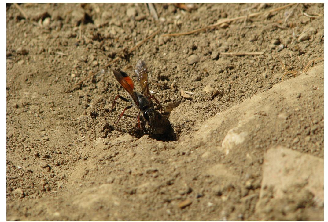 Fig. 13. Sphex funerarius entering her burrow.  “IIb”. Family: Pompilidae (Super-Family: Vespoidea,  they have not been seen at, or near a burrow, but seem- ingly at either on top of a bulk or similar elevated flat surface; presumably having been on a resting mode while under the cover of the site, yet alert and most timorous to movement towards their proximity. Over the field seasons while trekking through the archaeo- logical park of Eleutherna, and particularly in the vicin- ity of its ancient (4th c. BC) standing bridge, we ob- served in few cases Ammophila close to the water pools at the embankment of the Eleuthernian rivulet which, streaming from the locus of Azilakas flows into Geropotamos°®. We had suspected that the somewhat rich in coarse and medium sandy sediments would have possibly provided for more suitable grounds for their nesting behaviors in that locality. 