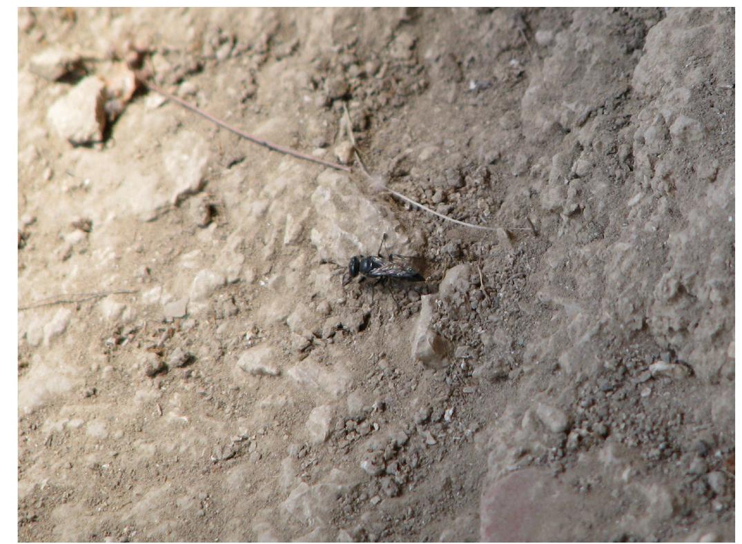 Fig. 14. Pompilidae prowling around.  lus[?]), a solitary wasp, featuring a slender body build in shiny black with few grayish bands in their ventral ab- dominal region and with clear wings tightly tacked over their dorsal area of torso and abdomen when in the ground (fig. 14). These are known as spider-killers, and they were seen comparatively rarely at Orthi Petra juxtaposed to S. funerarius. When observed, they were investigating burrows at both flatter to smoothly slop- ing sedimentological surfaces as well as at the basal layers of rather densely compacted vertical walls. Yet, only during few occasions over the field seasons were they documented to enter into the same burrow, but without having been observed as being the original ex- 